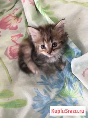 Котёнок Арзамас - изображение 1