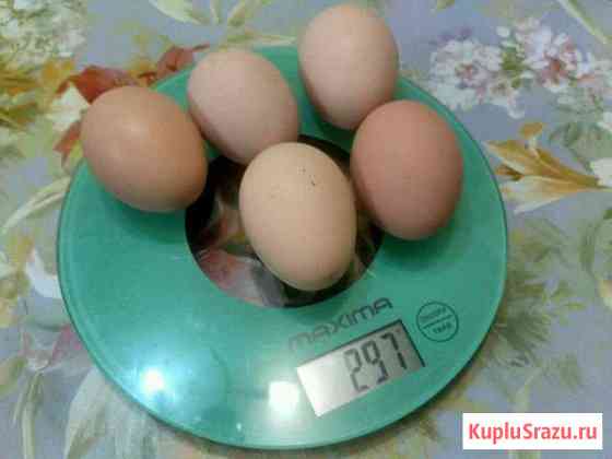 Домашние куриные яйца Жуковский