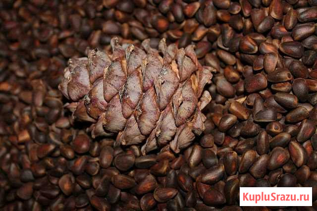 Кедровый орех Бурятия Усть-Баргузин - изображение 1