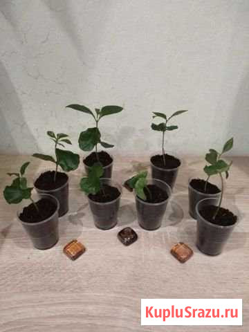 Дерево кофе Нижнекамск - изображение 1