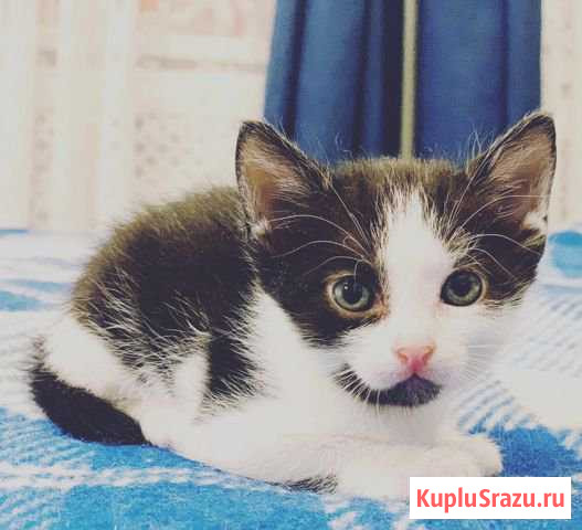 Котенок Брюква лучший друг человека Подольск - изображение 1