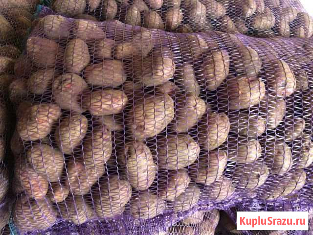 Картофель Беслан - изображение 1