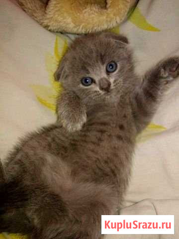 Котята шотландцы Подольск - изображение 1
