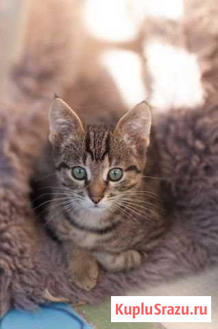 Котенок Тула - изображение 1