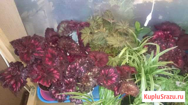 Комнатные растения Мончегорск - изображение 1