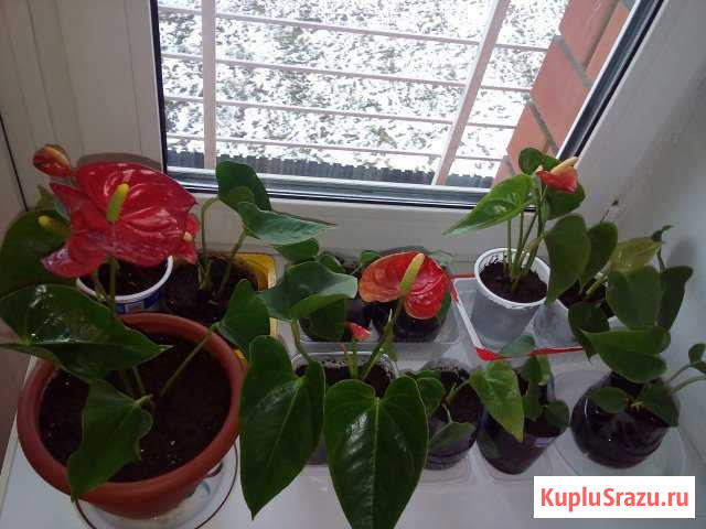 Антуриум Андре красный. Комнатный цветок Черемхово - изображение 1