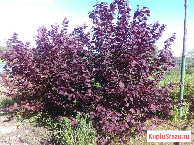 Восьмилетние 2 куста Сергиев Посад - изображение 1