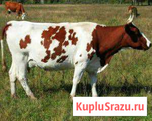 Коровы телки бычки Улан-Удэ - изображение 1