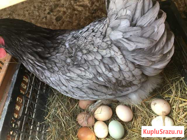 Яйца домашние куриные Одинцово - изображение 1