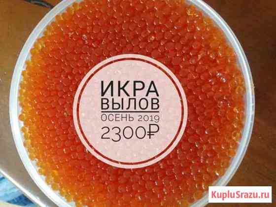 Икра красная вылов осень 2019 Комсомольск-на-Амуре