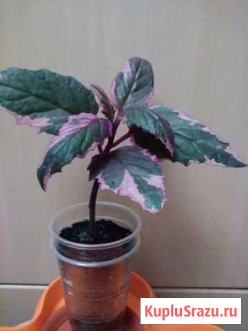 Комнатные растения Королев - изображение 1