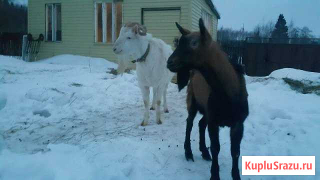 Два чистокровных красавца для свиданий Истра - изображение 1