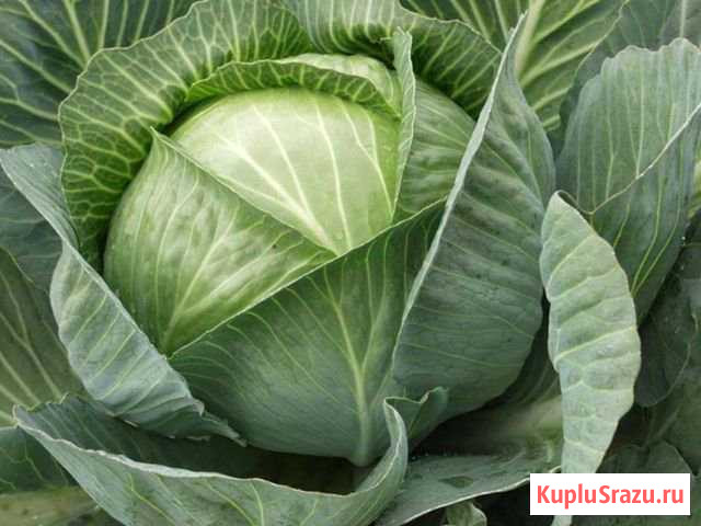 Капуста Мариинск - изображение 1