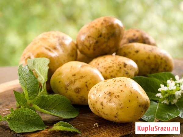 Картофель Бугульма - изображение 1