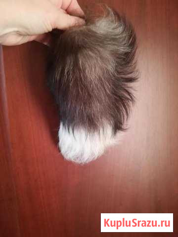 Хвост лисы чернобурой Новокузнецк - изображение 1