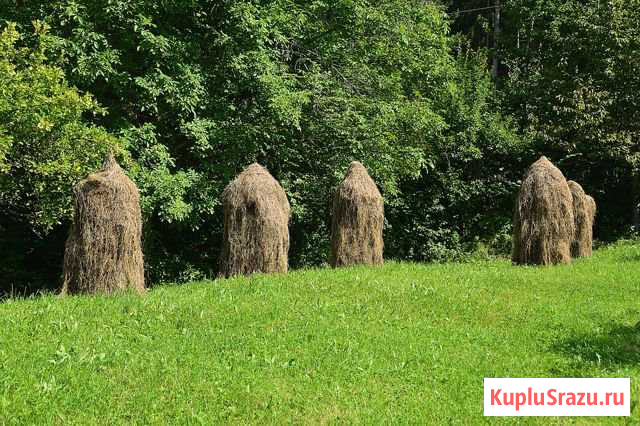 Сено Медвежьегорск - изображение 1
