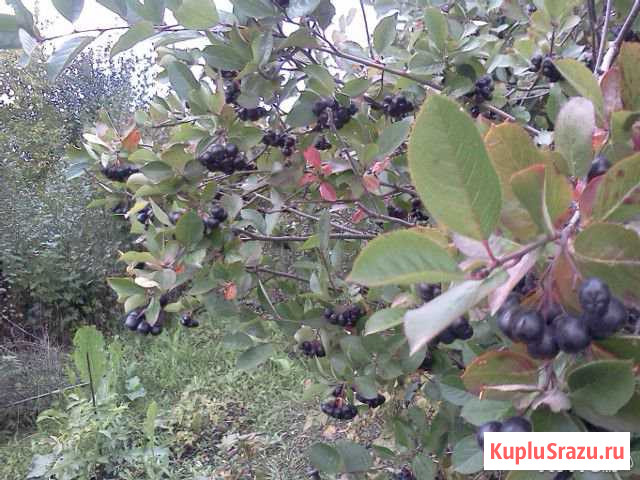 Ягоды черноплодной рябины Кемерово - изображение 1