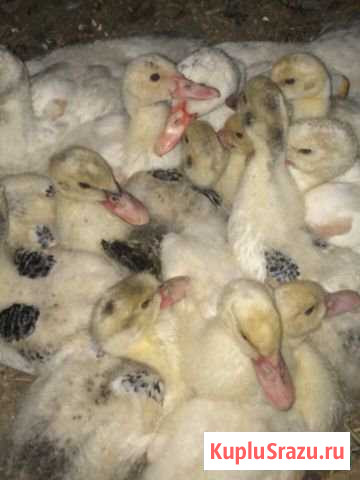 Мясо индоуток Маджалис - изображение 1