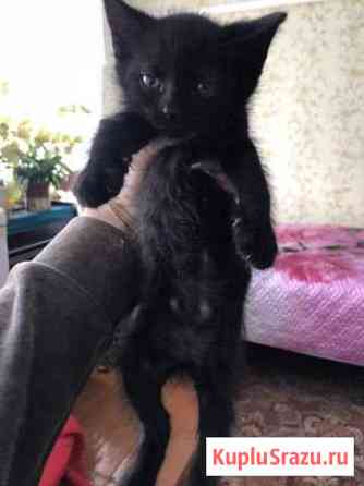 Котёнок Арзамас