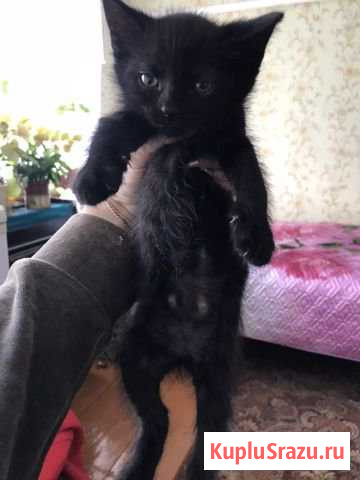 Котёнок Арзамас - изображение 1