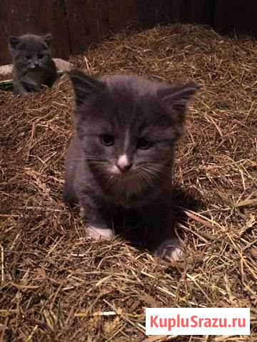 Котик Бийск - изображение 1