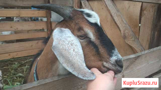 Услуги Нубийского козла Мещерино - изображение 1