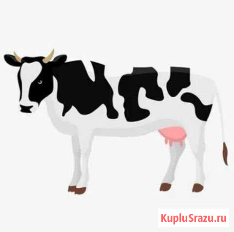 Корова Иркутск - изображение 1