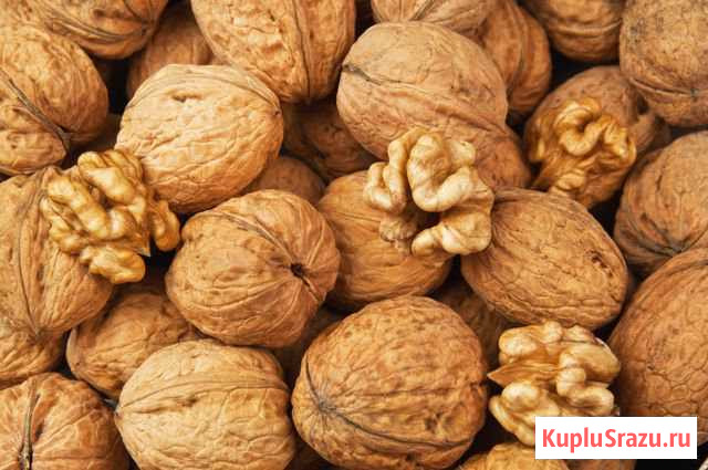 Орех грецкий Белгород - изображение 1