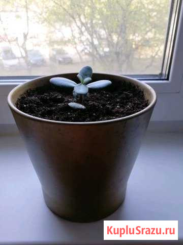 Толстянка (Crassula) Денежное дерево Люберцы - изображение 1