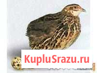 Перепела продажа, Перепелки, яйцо инкубационное Анапа - изображение 1