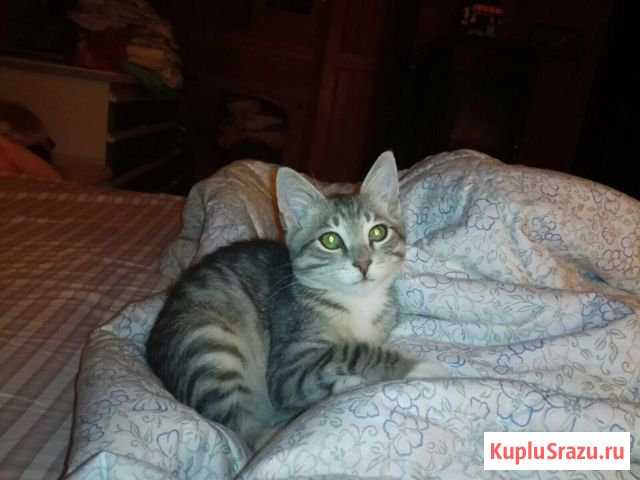 Котенок Сосновый Бор - изображение 1