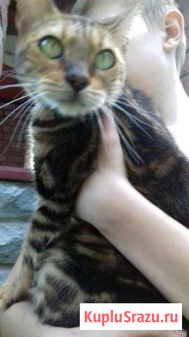 Бенгальская кошка в хорошие руки Волоколамск - изображение 1