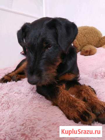 Выгул собак Череповец - изображение 1