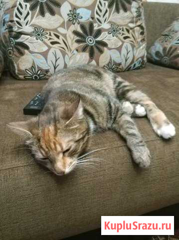 Кошка в добрые руки Клин - изображение 1