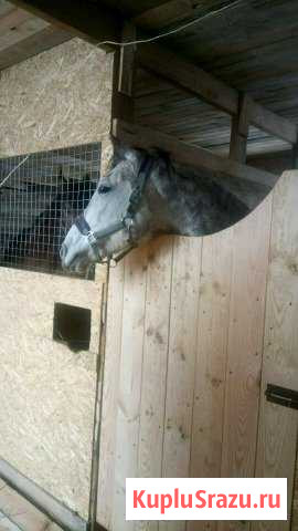 Конский навоз Новозыбков - изображение 1