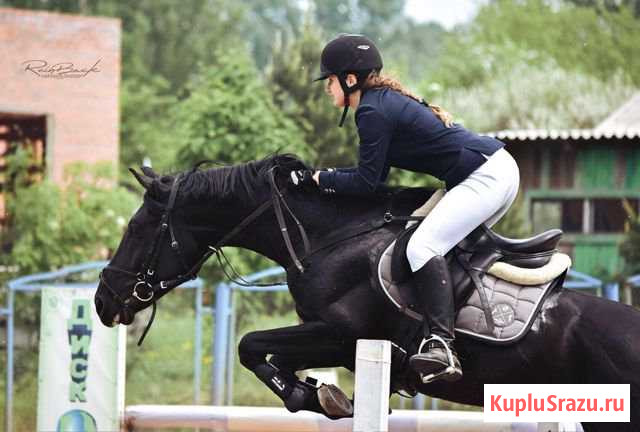 Предлагается к продаже спортивный жеребец Кемерово - изображение 1