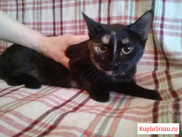 В добрые руки Сергиев Посад - изображение 1