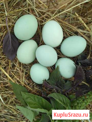 Инкубационное яйцо кур породы Ухэйилюй Чехов - изображение 1