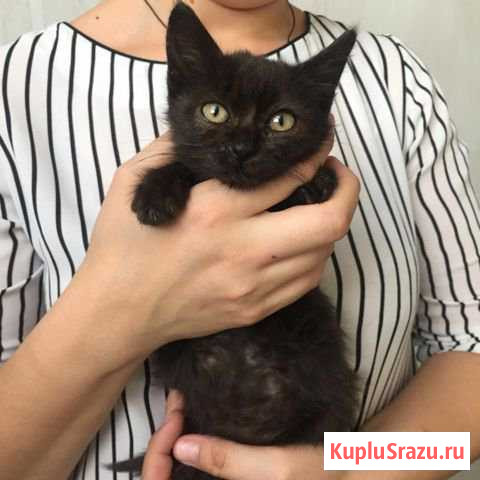 Маленький котёнок в дар Новороссийск - изображение 1