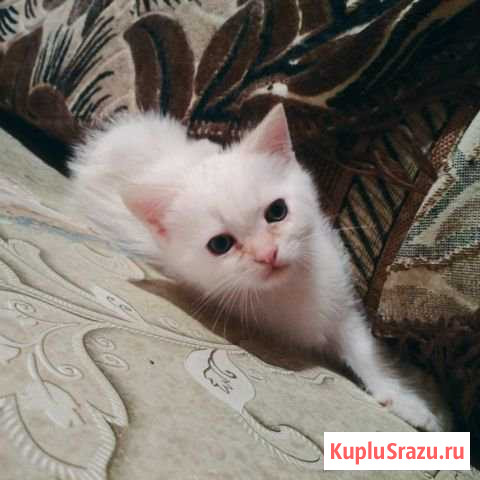 Отдаю кота Ступино - изображение 1