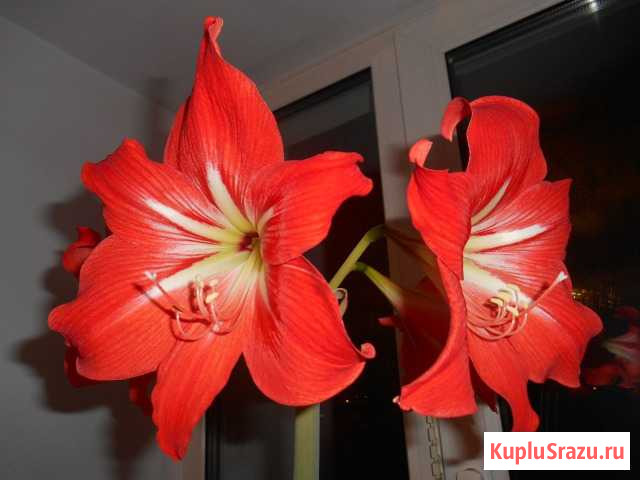 Гиппеаструм. Комнатный цветок Черемхово - изображение 1