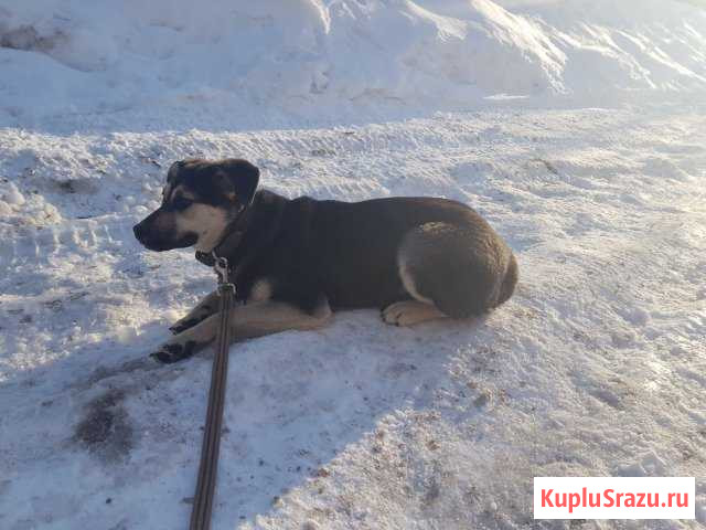 Щенки разных окрасов с прививками в дар Старая Купавна - изображение 1