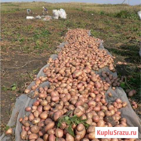 Продам картошку Свободный - изображение 1