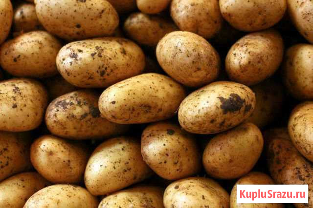 Картофель продаю или меняю Йошкар-Ола - изображение 1