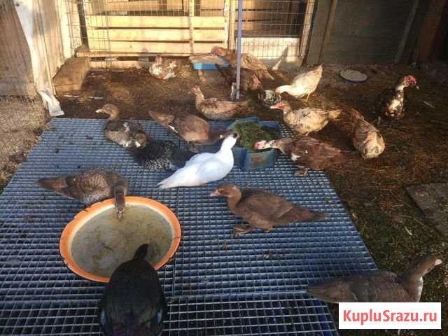 Мускусная утка (индоутка) Утята Истра - изображение 1