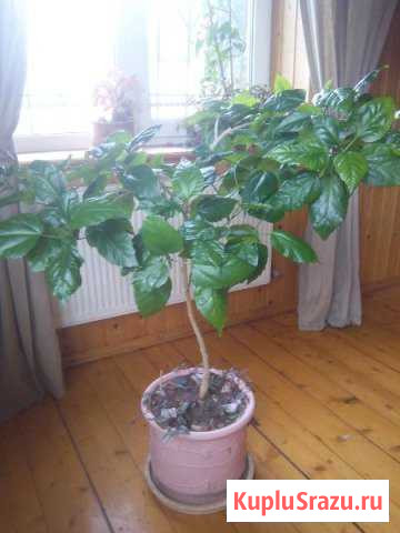 Гибискус Китайская Роза-5лет с горшком Снегири - изображение 1