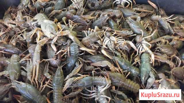 Живые раки Сорочинск - изображение 1