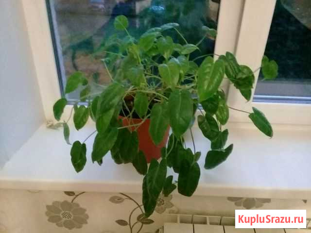 Филодендрон Красноярск - изображение 1