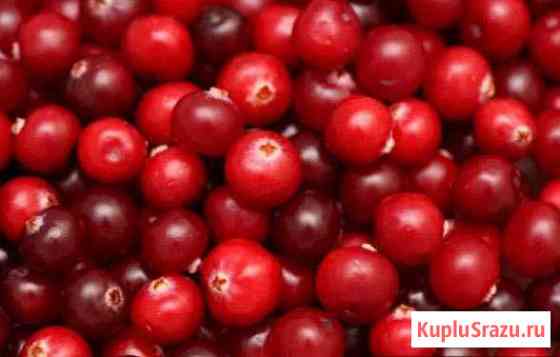 Продам клюкву Братск