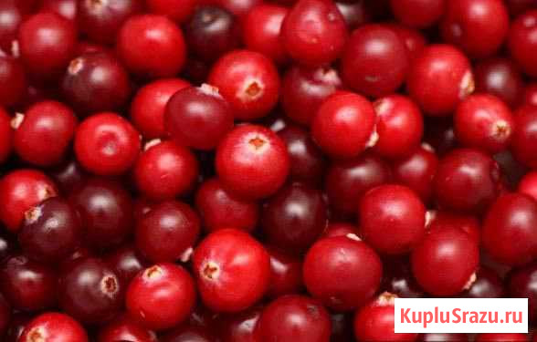 Продам клюкву Братск - изображение 1